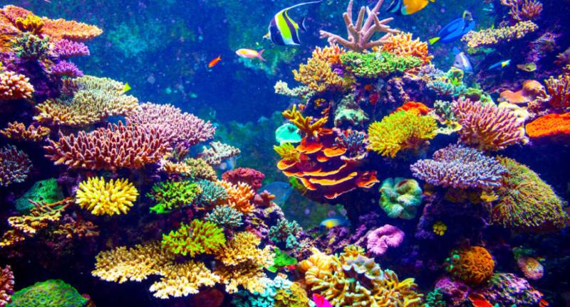 auc-ra-mat-du-an-bao-ton-ran-san-ho-great-barrier-reef