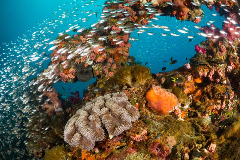 buc-ra-mat-du-an-bao-ton-ran-san-ho-great-barrier-reef