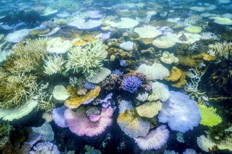 uc-ra-mat-du-an-bao-ton-ran-san-ho-great-barrier-reef